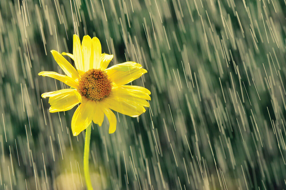 Flower in the rain
