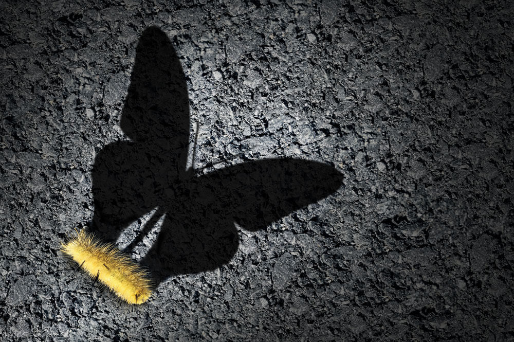 Caterpillar with butterfly shadow